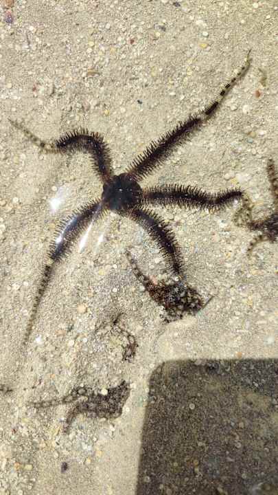 Strand Stella Beach Resort & Spa Makadi Bay