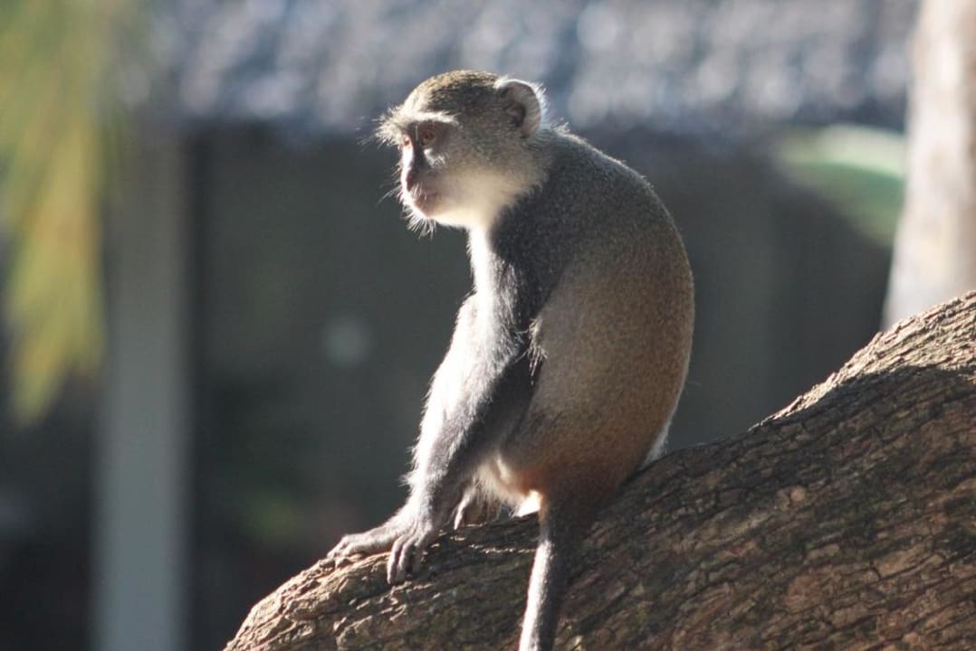 Kleine Räuber Baobab Beach Resort & Spa