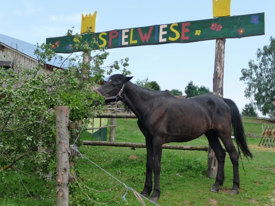 Buby auf der Spielwiese Familienbauernhof König