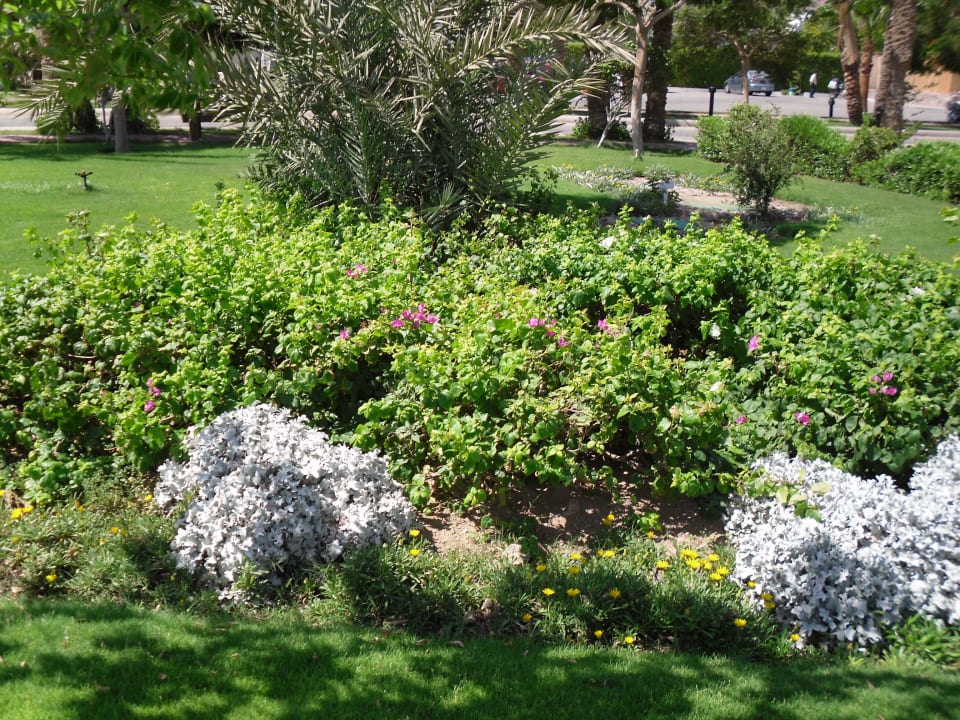 Schön gemacht Swiss Inn Resort Dahab