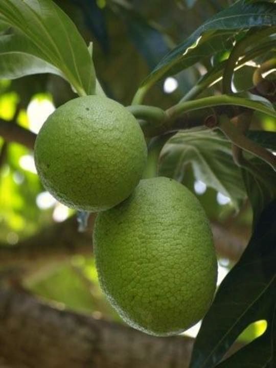 Breadfruit in garden Le Domaine de Bacova