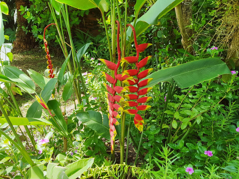 Gartenanlage Saraswati Holiday House