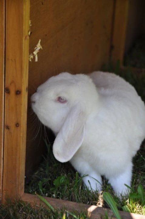Eines unserer vier Zwergkaninchen  Apartment Angelika