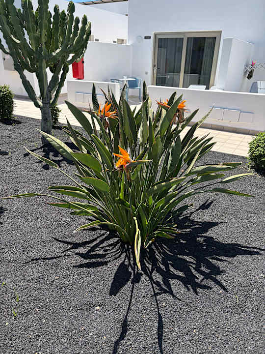 Gartenanlage Hotel Las Costas