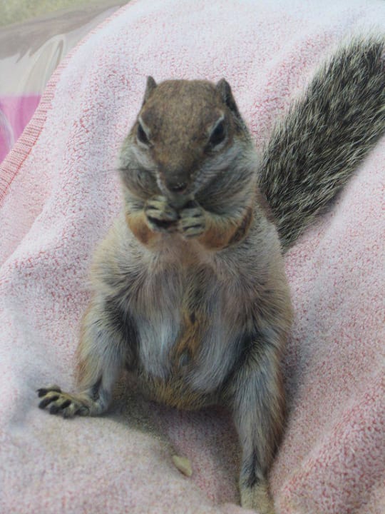 Streifenhörnchen SBH Club Paraiso Playa