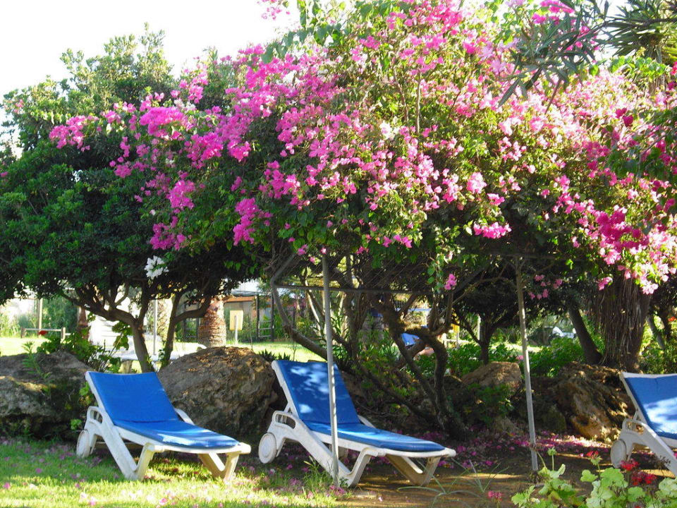 Liegen im wunderschönen Hotelgarten Crystal Springs Beach Hotel