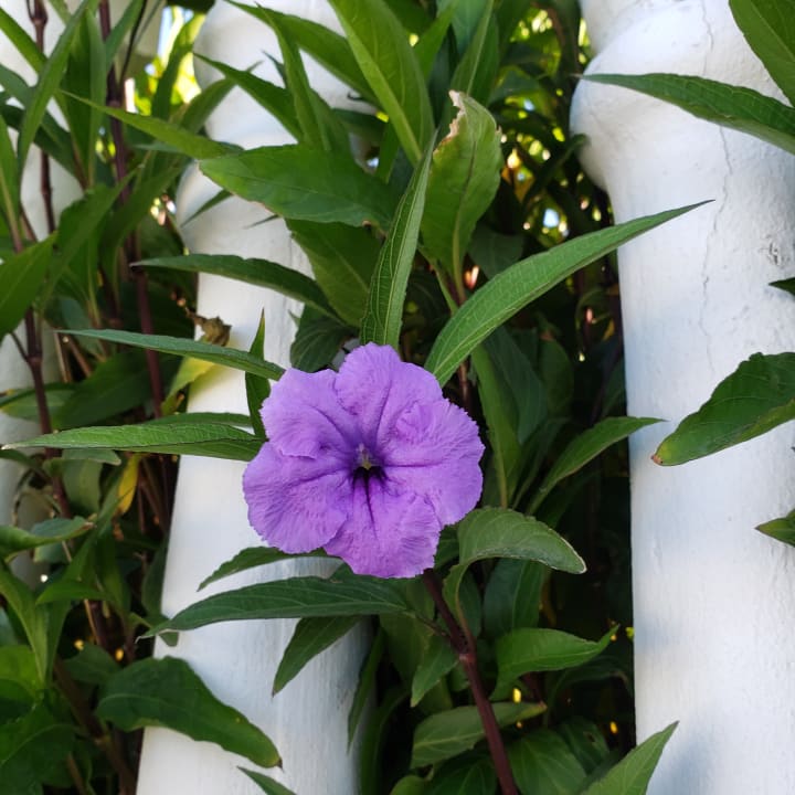 Gartenanlage Alba Queen Hotel