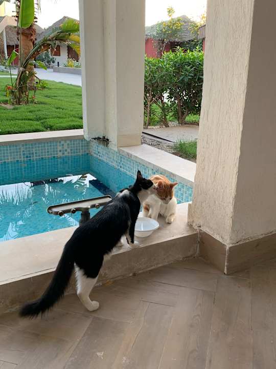 Zimmer Panorama Bungalows Resort El Gouna