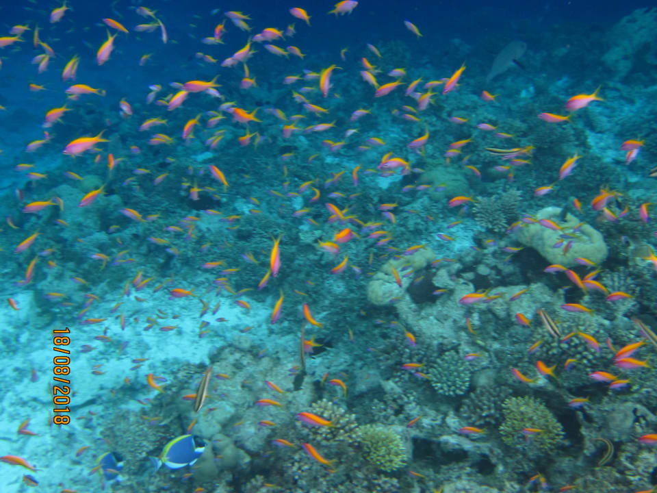 Sport & Freizeit NH Collection Maldives Havodda Resort