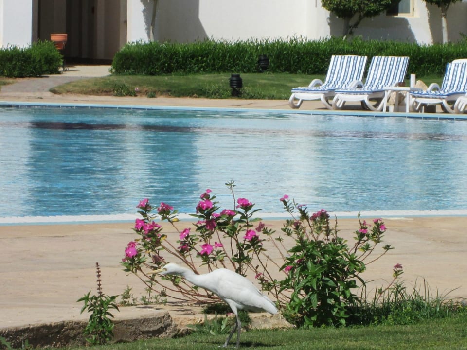 Pool Hotel Continental Plaza Beach