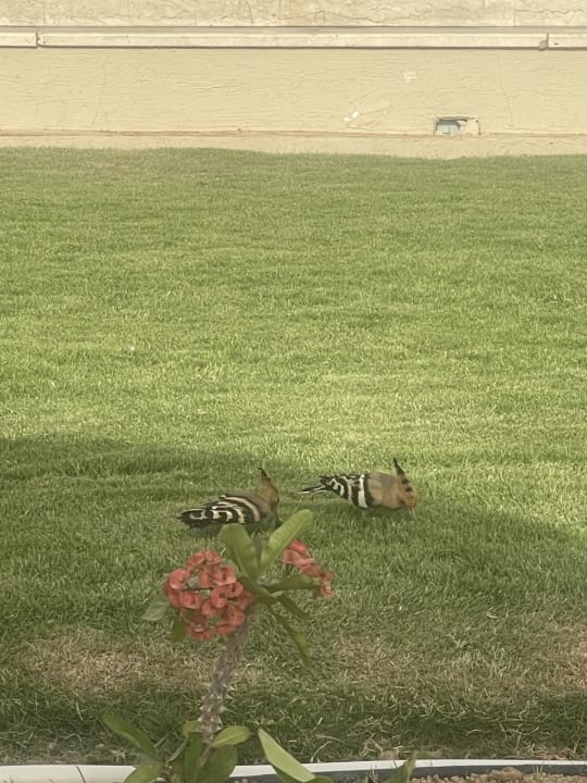 Gartenanlage Pickalbatros Aqua Blu Resort - Sharm El Sheikh