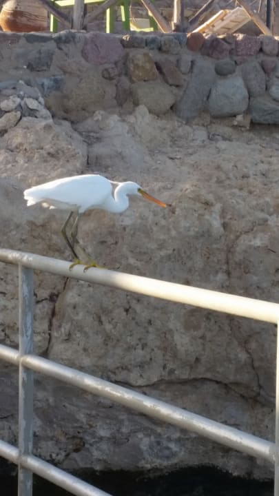 Sonstiges Coral Beach Tiran Resort