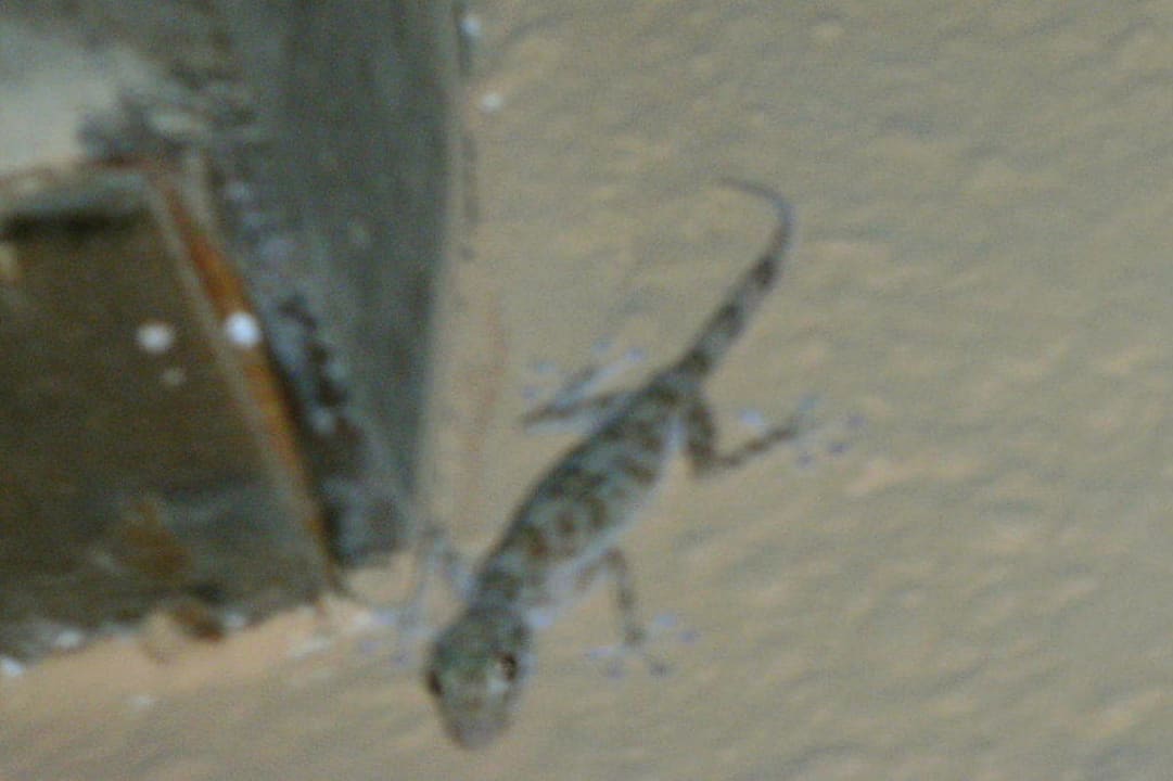 Gecko vor der Tür Bel Air Azur Resort - Adults only