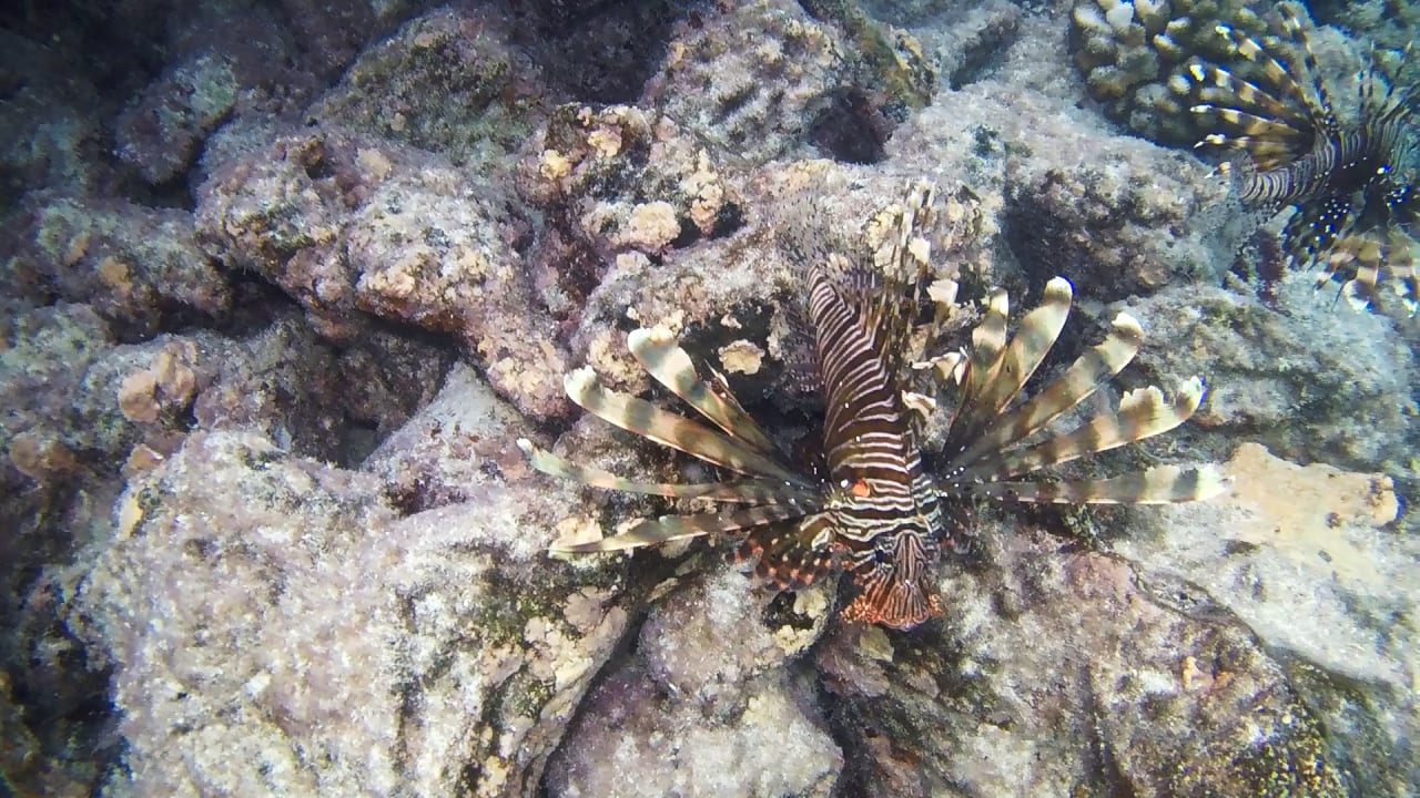 Sport & Freizeit Summer Island Maldives