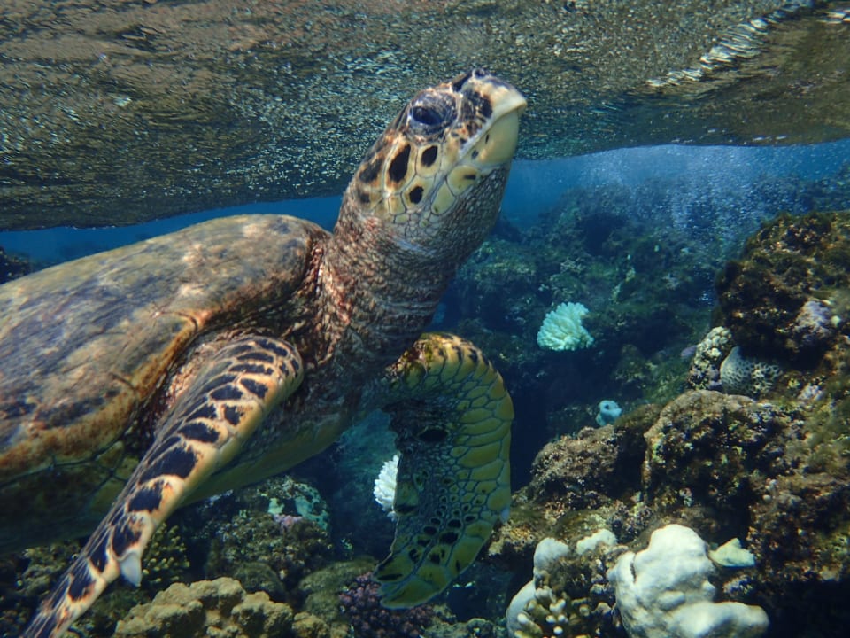 Strand Three Corners Equinox Beach Resort