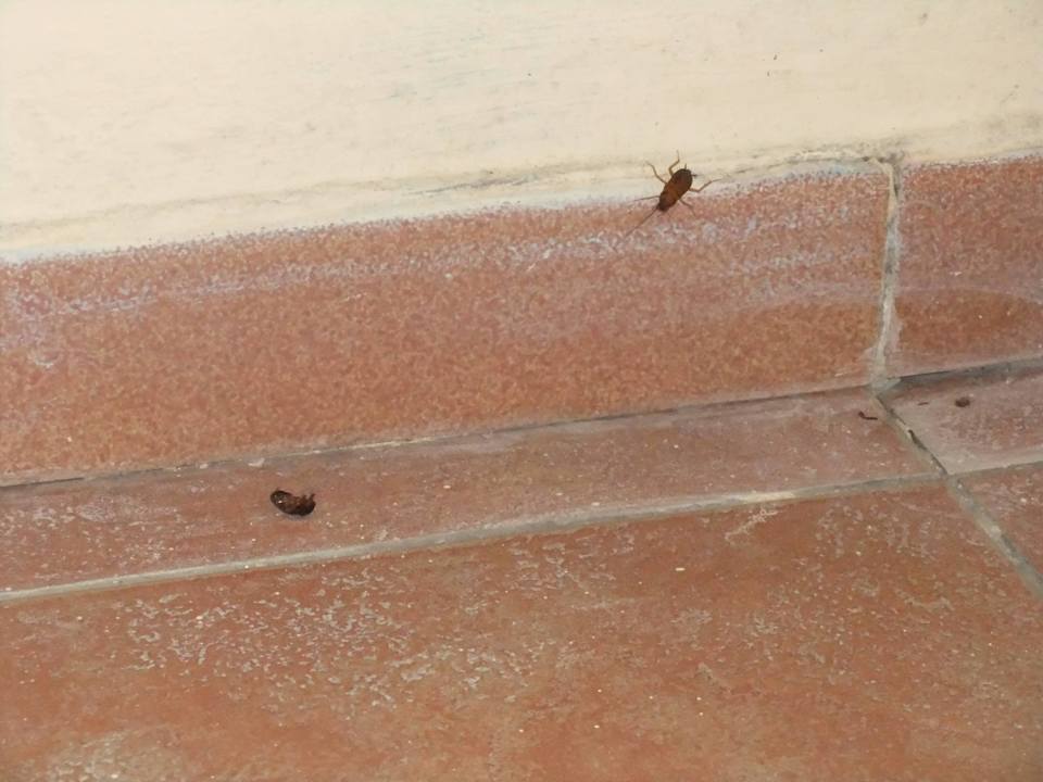 Haustiere inclusive  Resonance Musique Varadero