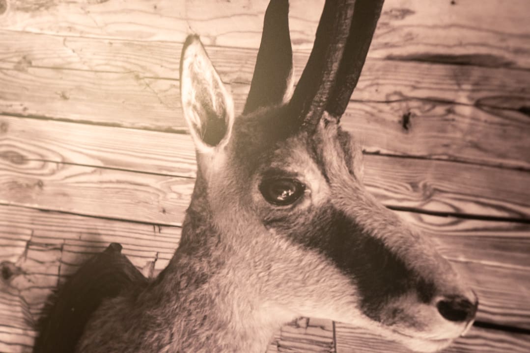 Sonstiges Boutique Hotel Kitz Garni