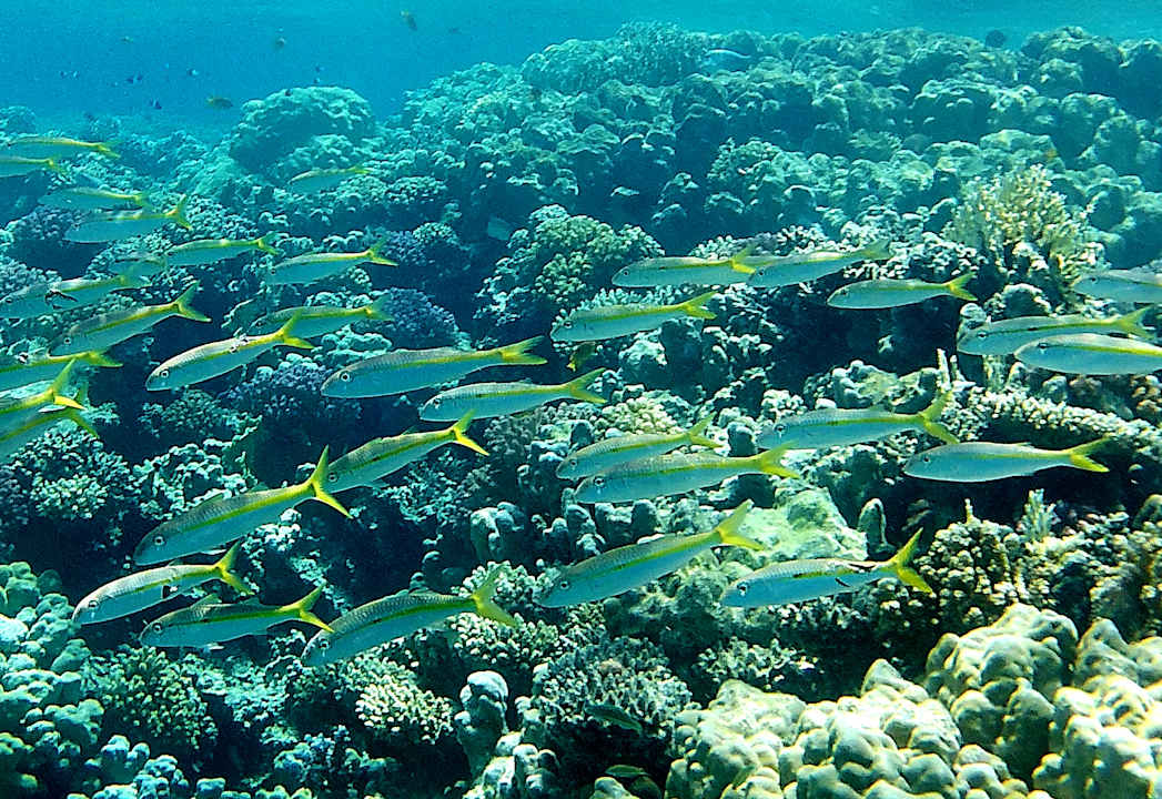 Strand Hotel Sheraton Soma Bay Resort