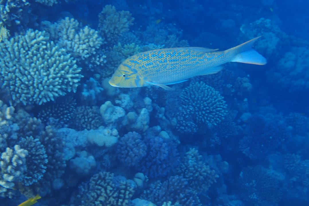 Strand Pickalbatros Citadel Resort