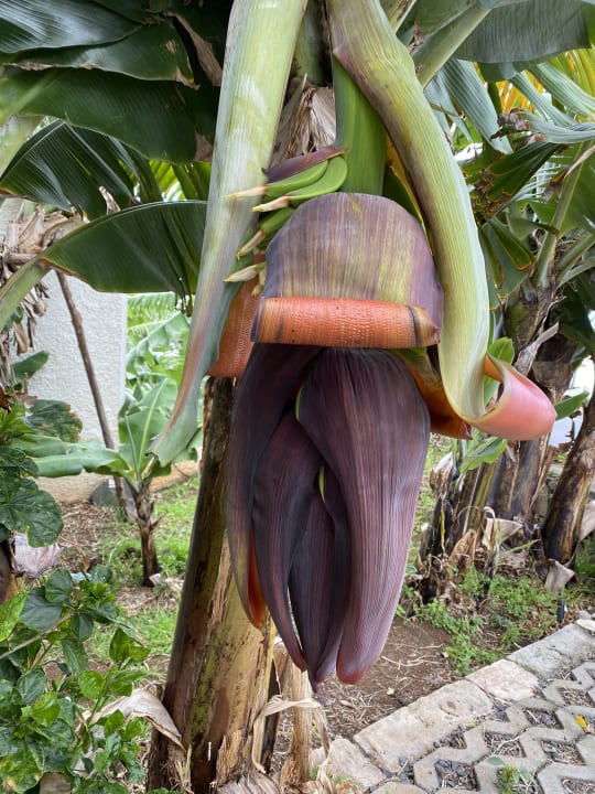 Garten Sentido Galosol