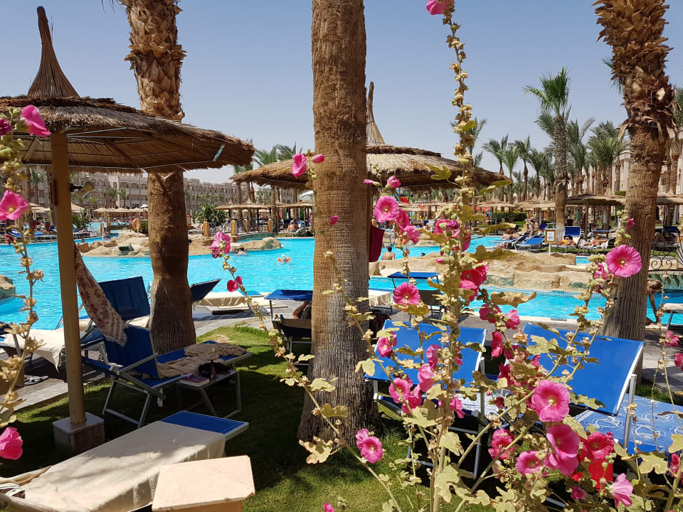 Pool Pickalbatros Palace Resort