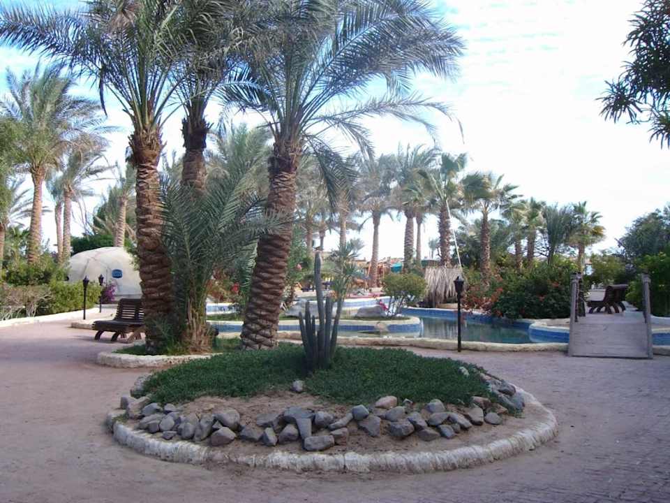 Schöne große Palmen Giftun Azur Resort