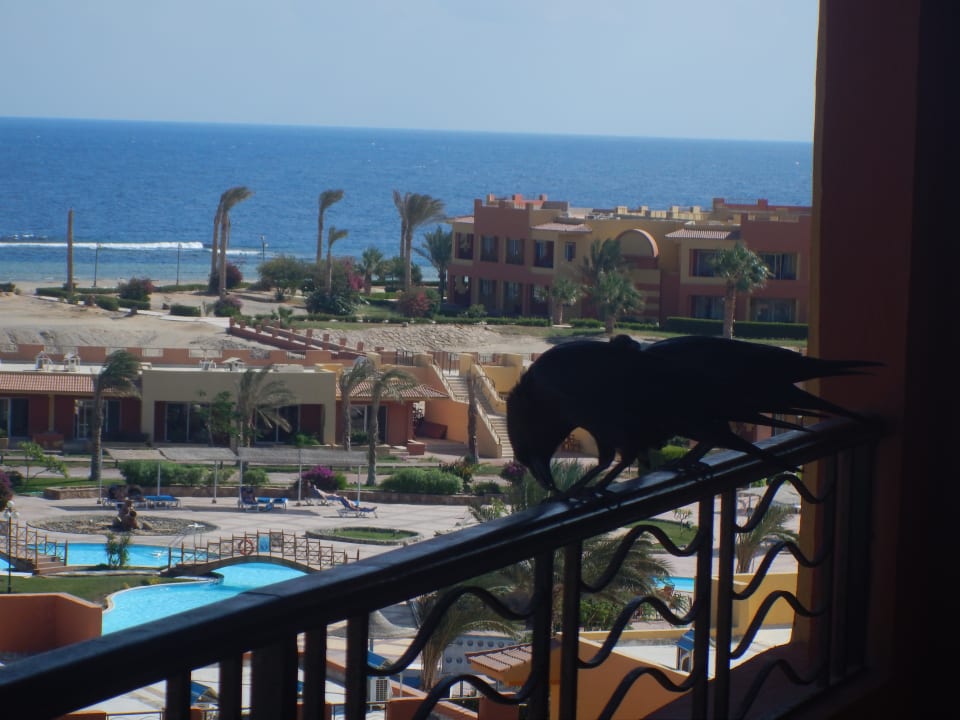 Ausblick Malikia Resort Abu Dabbab