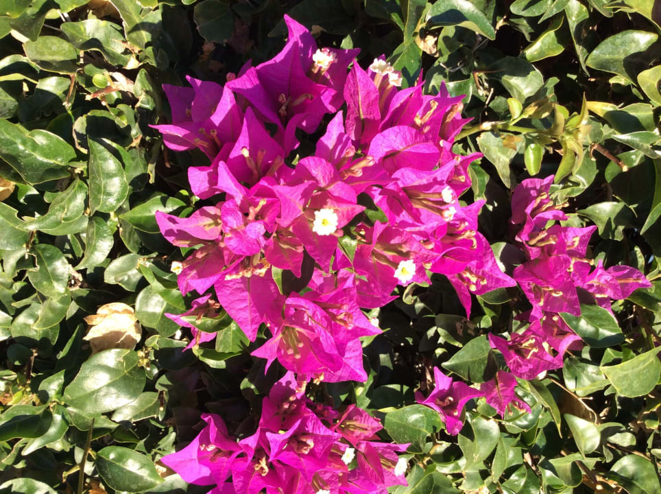 Gartenanlage Fuerte Costa Luz (Fuerte Conil-Resort)