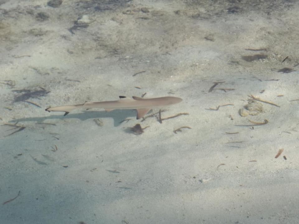 Riffhai Adaaran Select Hudhuran Fushi - Premium All Inclusive