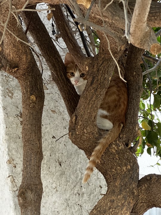 Sonstiges Hotel Bel Azur Thalasso & Bungalows