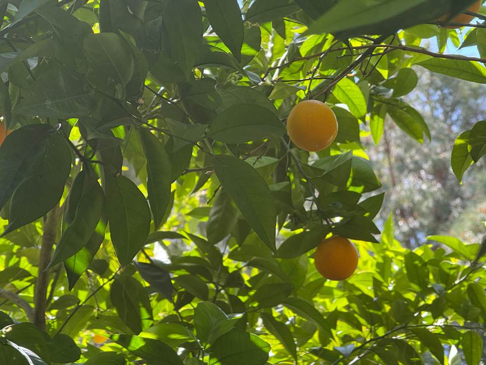 Gartenanlage Ali Bey Resort Sorgun