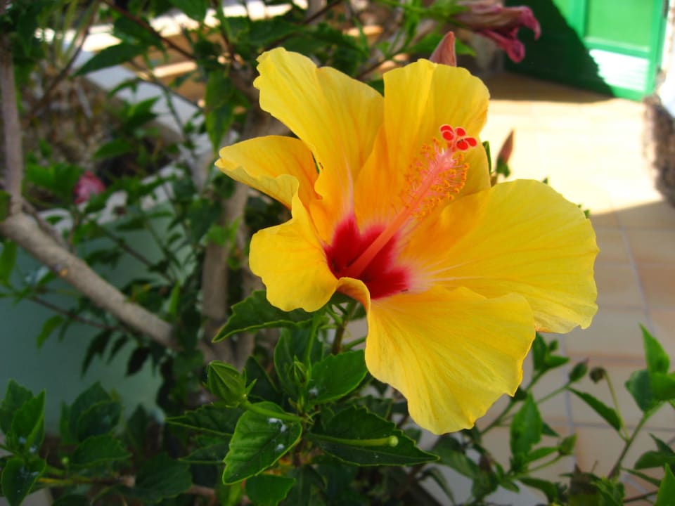 Absolute Schönheit Marina Playa Suite Hotel