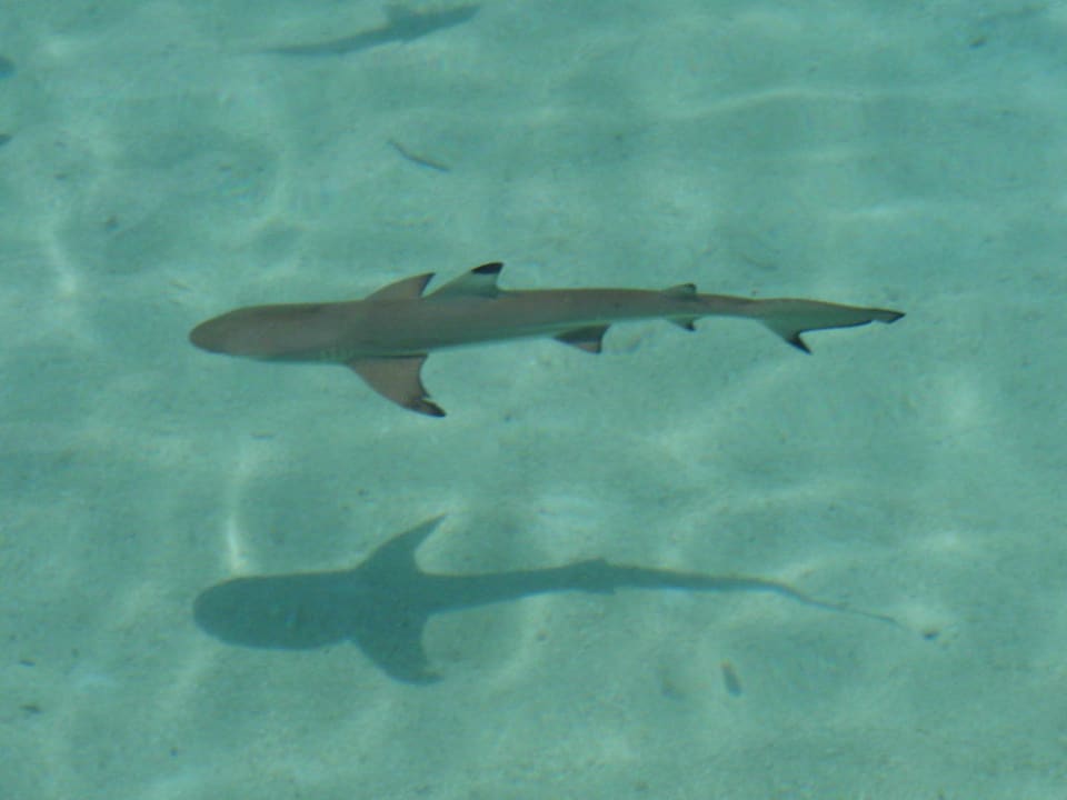 Blick vom Bootssteg Summer Island Maldives