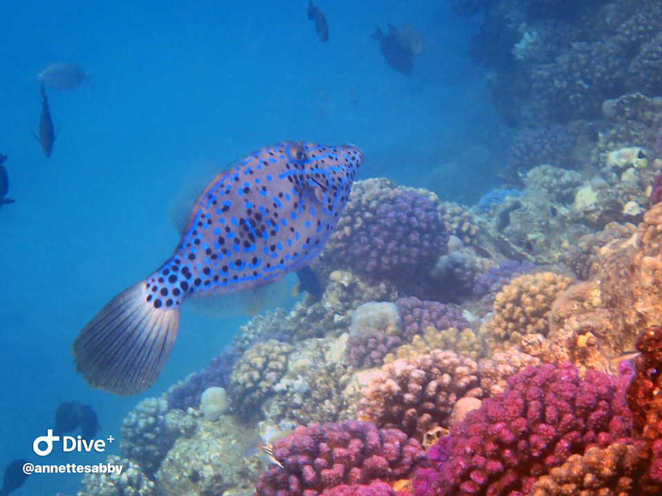 Sonstiges Three Corners Equinox Beach Resort