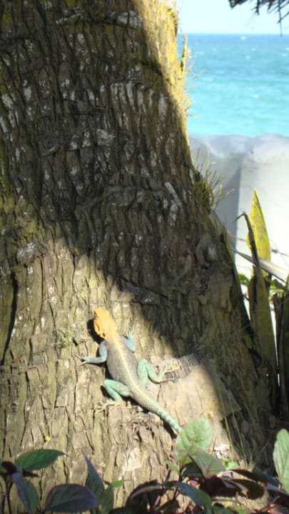 Bewohner Hotel Southern Palms Beach Resort