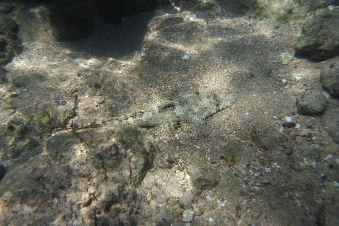 Citadel Azur Resort Pickalbatros Citadel Resort