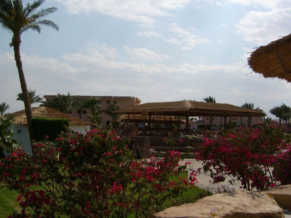 Safaribar mit Ausblick auf Anlage und Treiben Beach Albatros Resort
