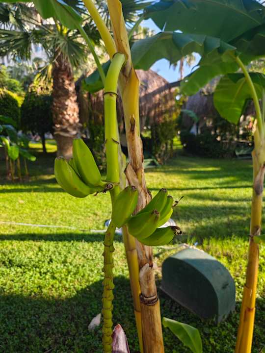 Gartenanlage Bella Resort & Spa