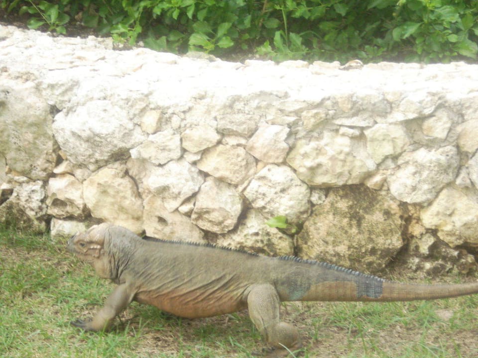 Haustier der Anlage Hotel Viva Dominicus Palace by Wyndham-All Inclusive Resort