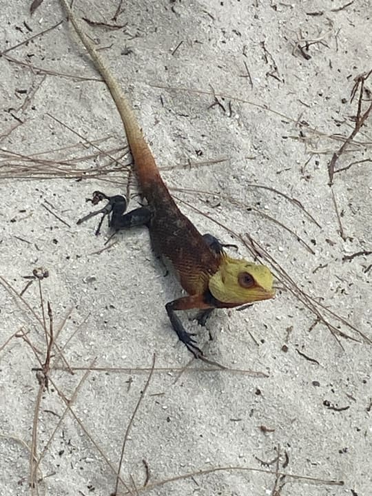 Gartenanlage Ellaidhoo Maldives by Cinnamon