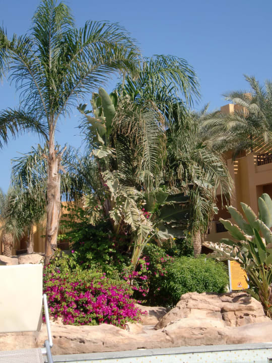 Pflanzen Stella Beach Resort & Spa Makadi Bay