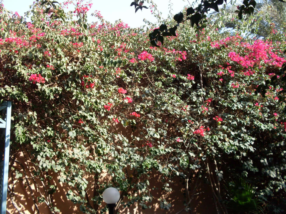 Blumenpracht Giftun Azur Resort