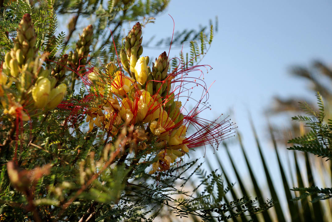 Очень красивые цветы! Panorama Bungalows Resort El Gouna