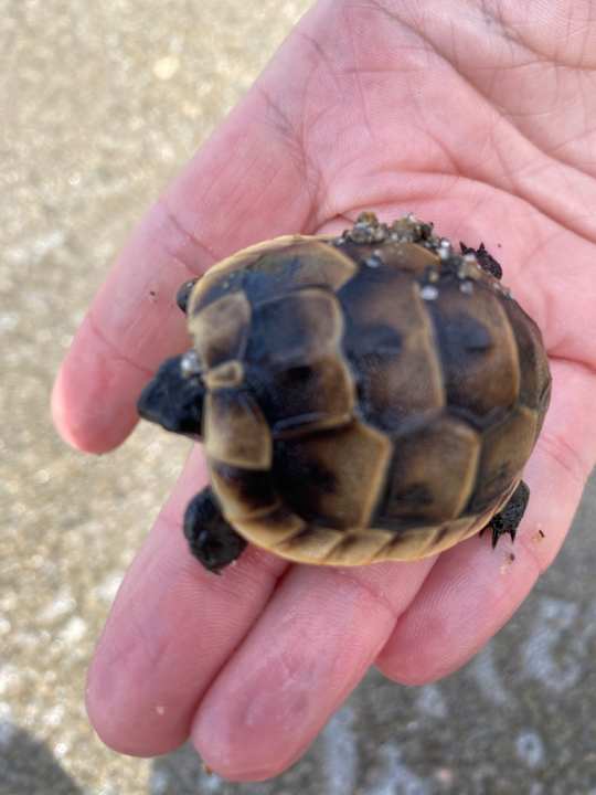Strand Hotel Royal Garden Beach