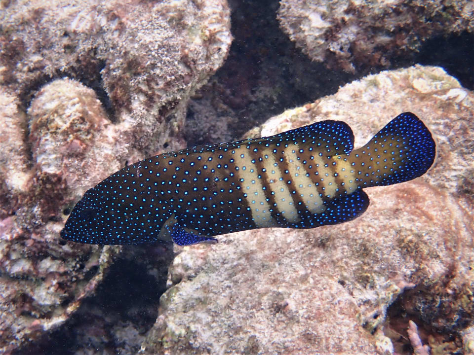 Sport & Freizeit NH Collection Maldives Reethi Resort