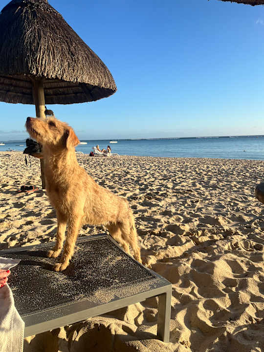Strand La Pirogue Mauritius