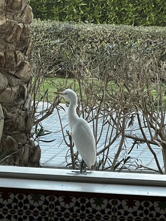 Gartenanlage Stella Garden Resort & Spa, Makadi Bay