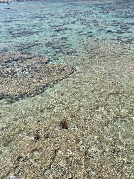 Sonstiges Pickalbatros Sea World Resort - Marsa Alam