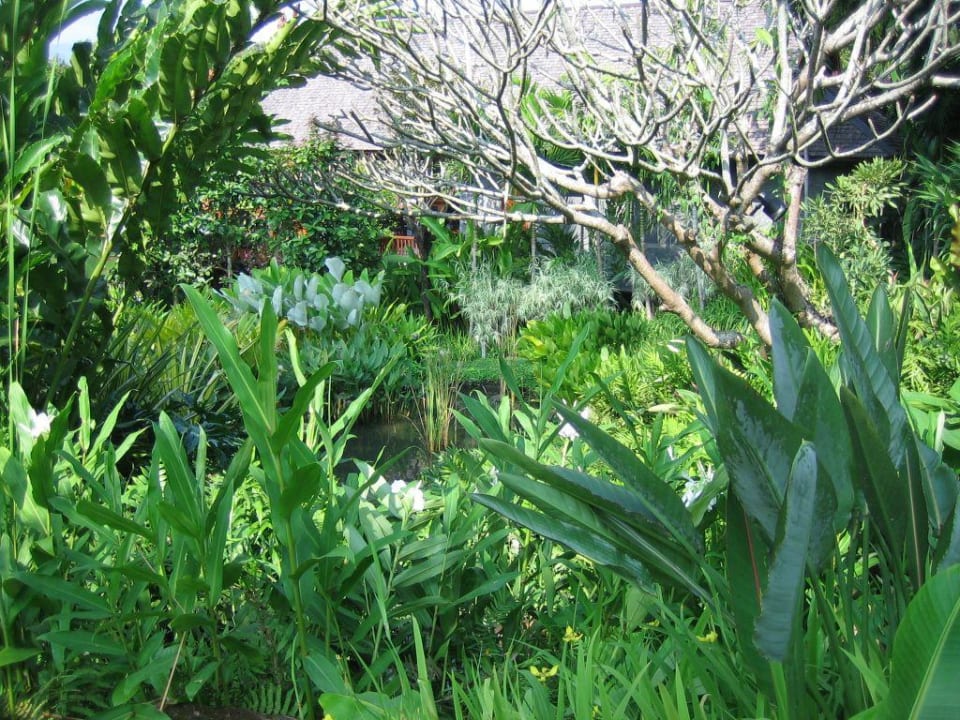 Garten Four Seasons Resort Chiang Mai