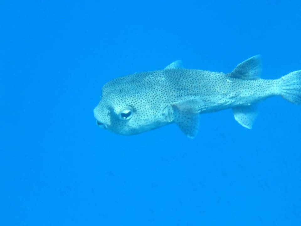 Hello 12:00 Uhr Hotel Gorgonia Beach Resort